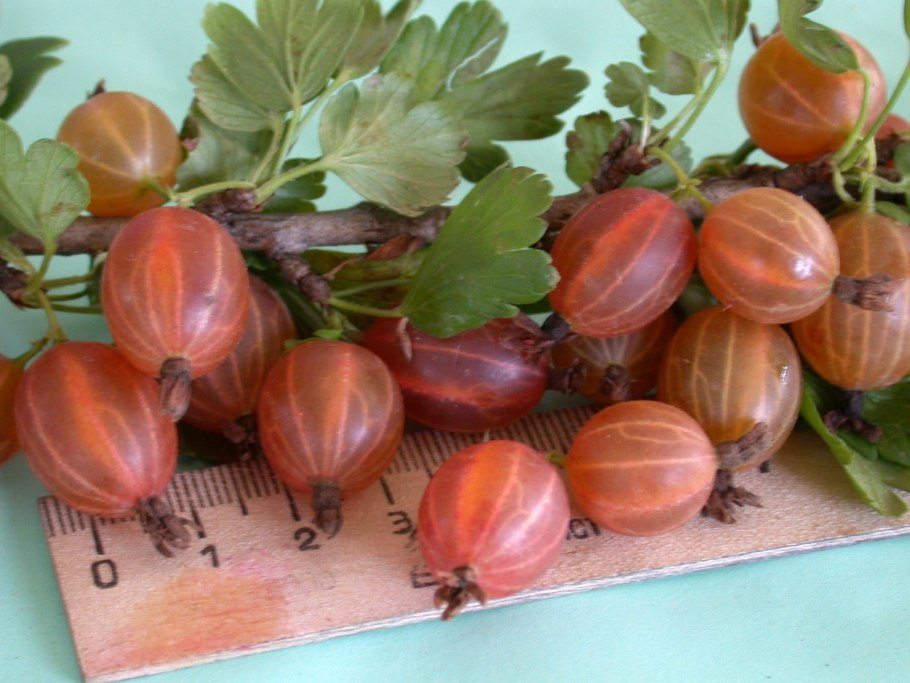 Крыжовник Юбилейный