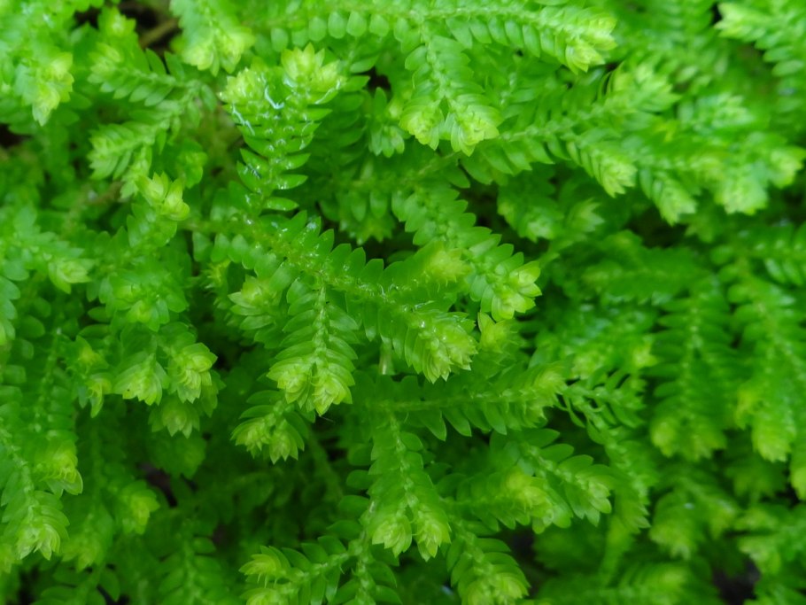 Селагинелла чешуелистная (Selaginella lepidophylla)