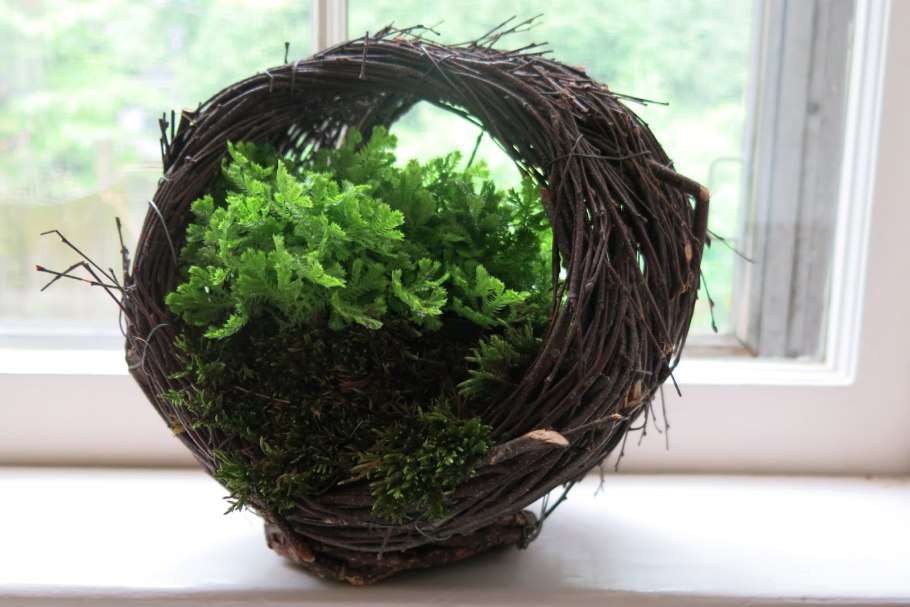 Селагинелла иерихонская роза