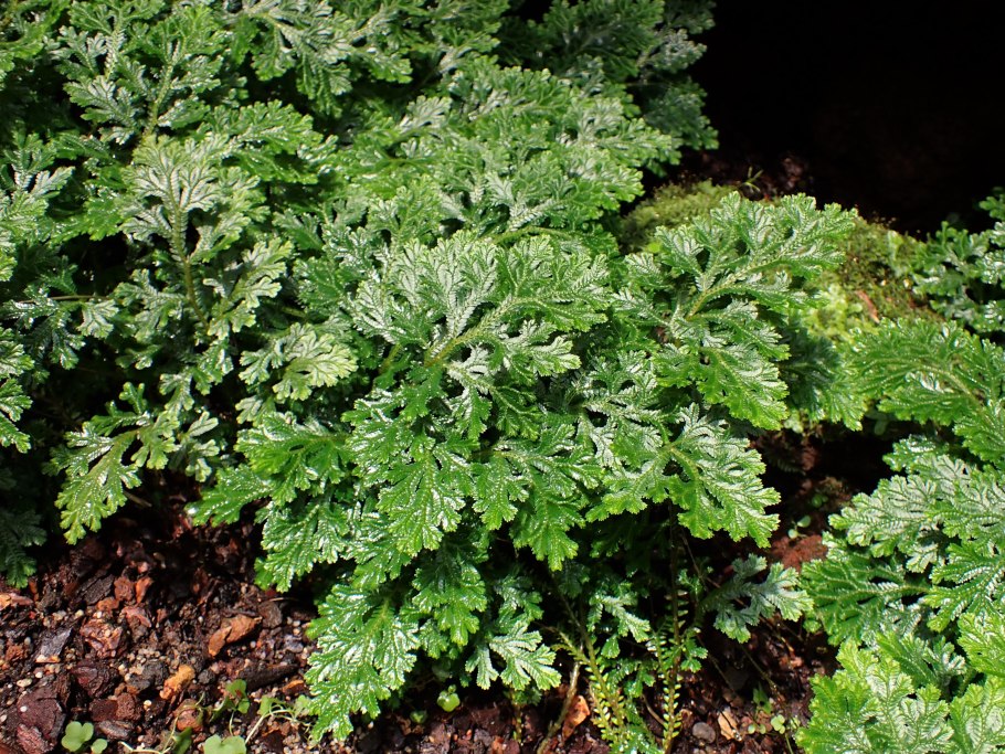 Селагинелла apoda