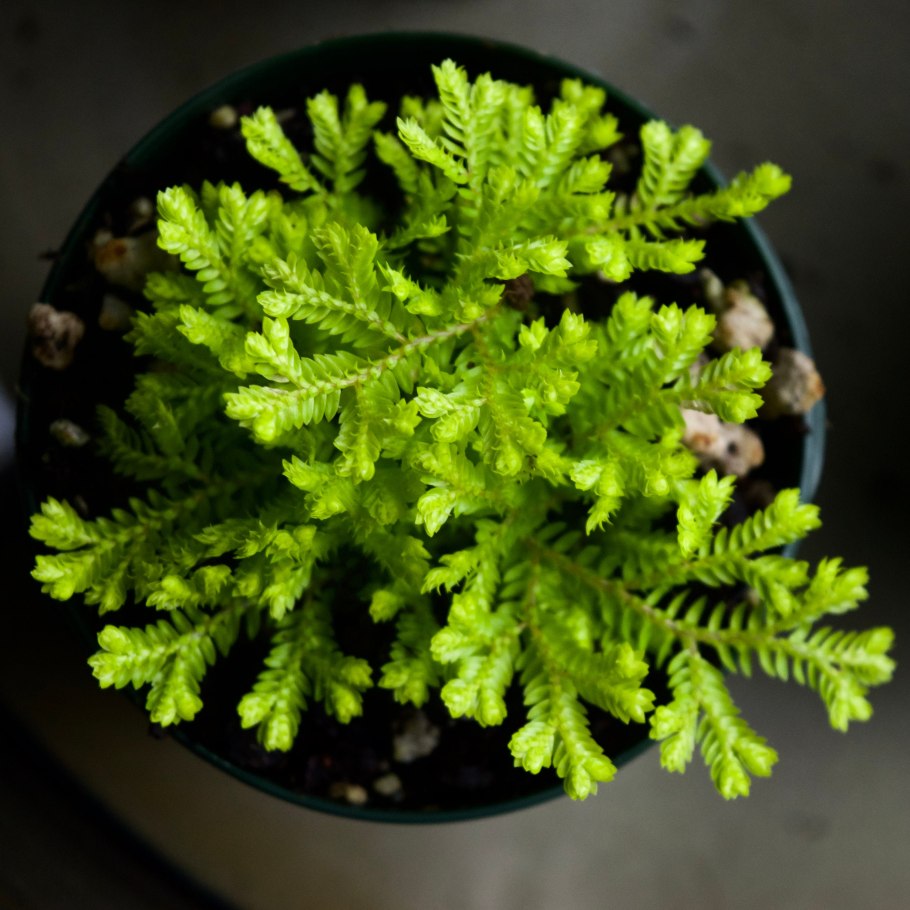 Папоротник селагинелла Мосс