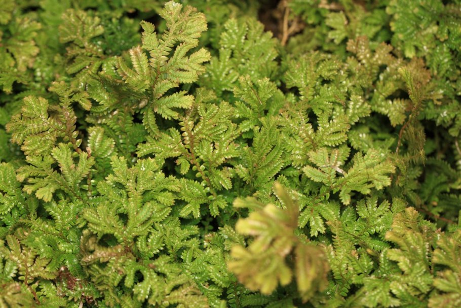 Селагинелла Мартенсии