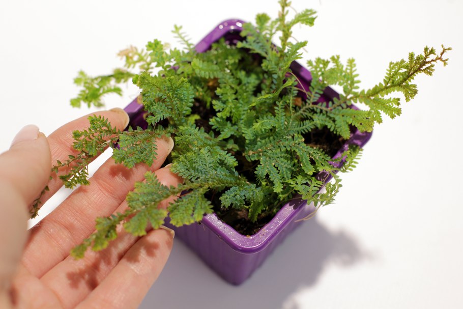 Селагинелла размножение