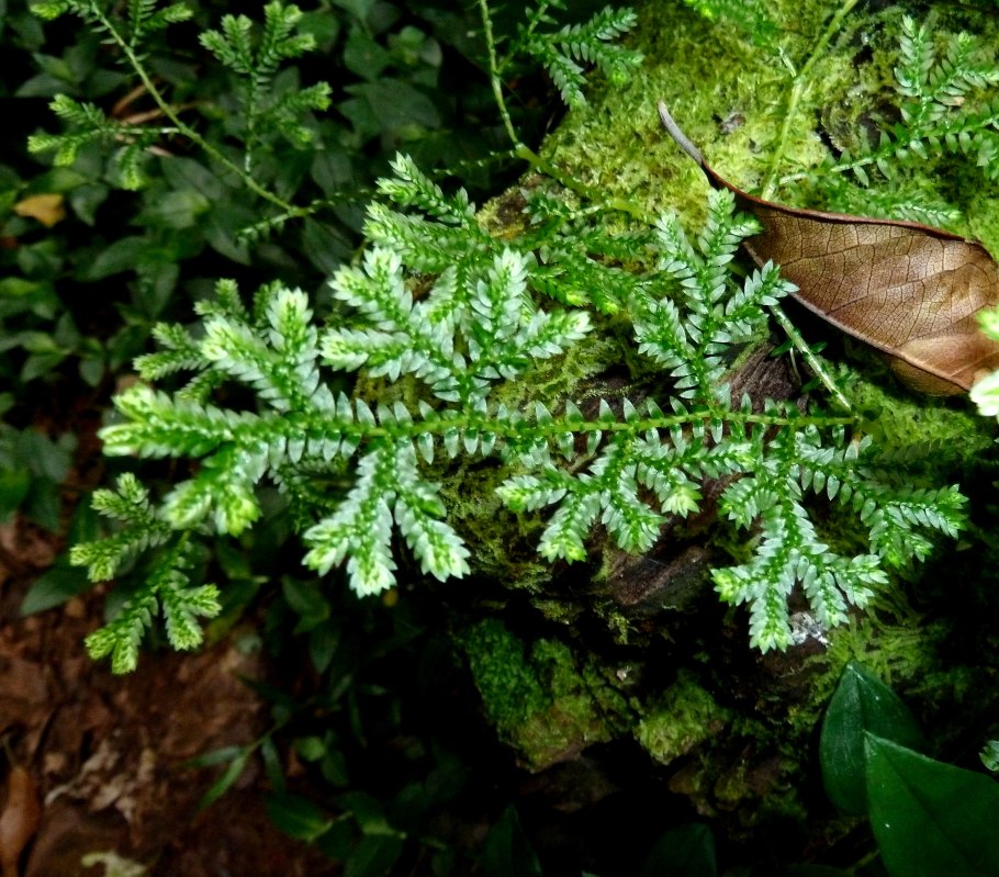 Selaginella kraussiana