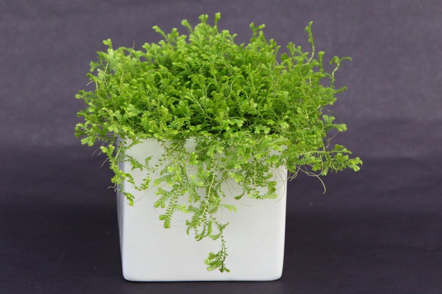 Селагинелла безножковая