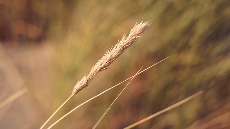 Полба однозернянка