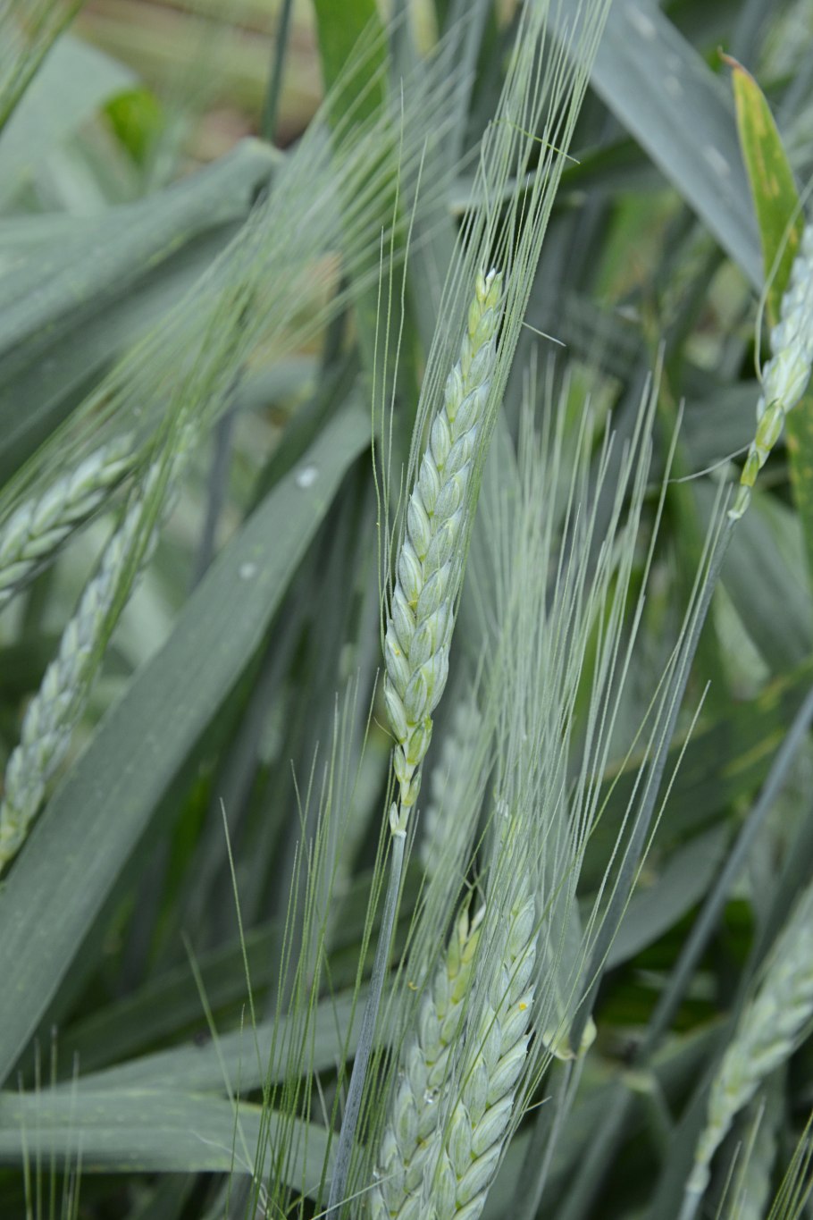 Эммер полба