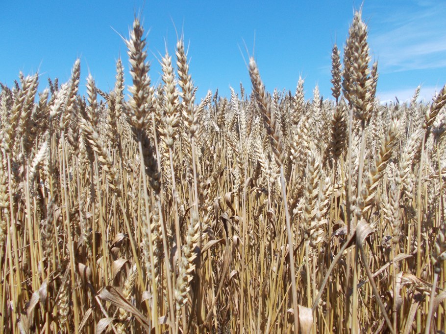 Куст пшеницы