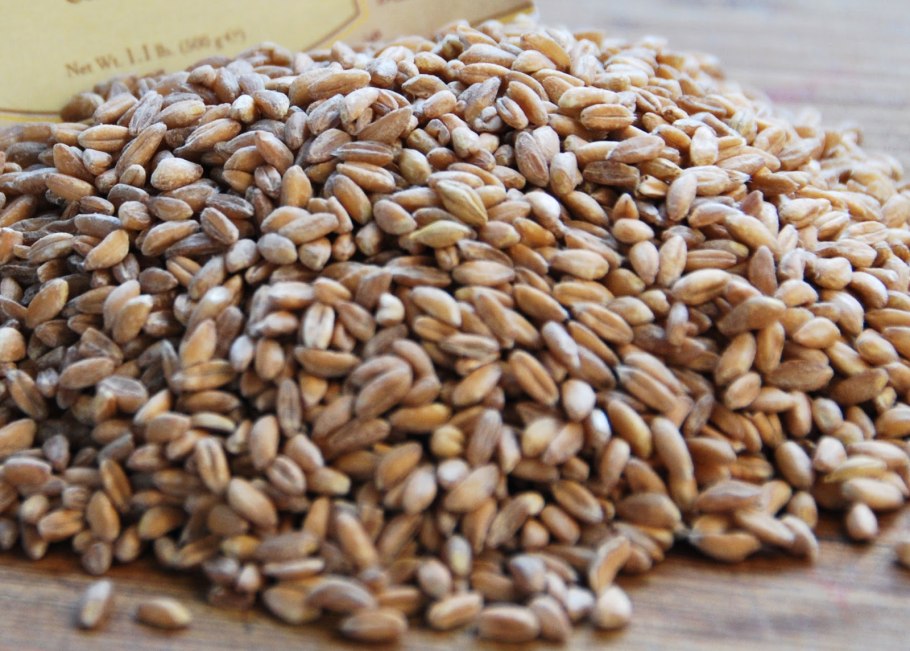 Полба двузернянка