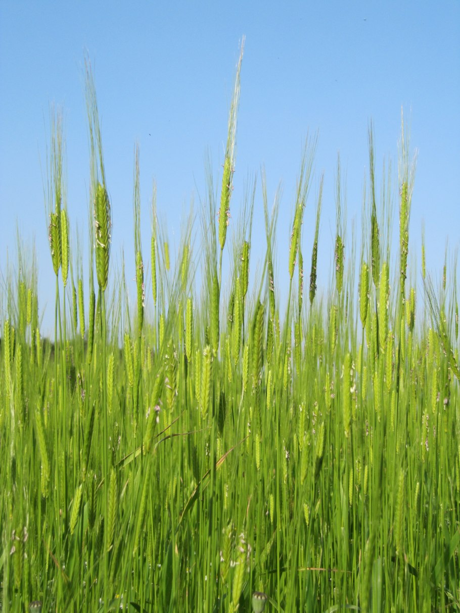 Колос дикой пшеницы