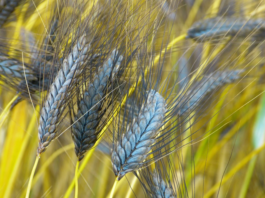 Triticum kiharae