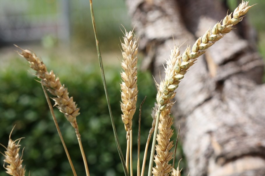 Полба однозернянка