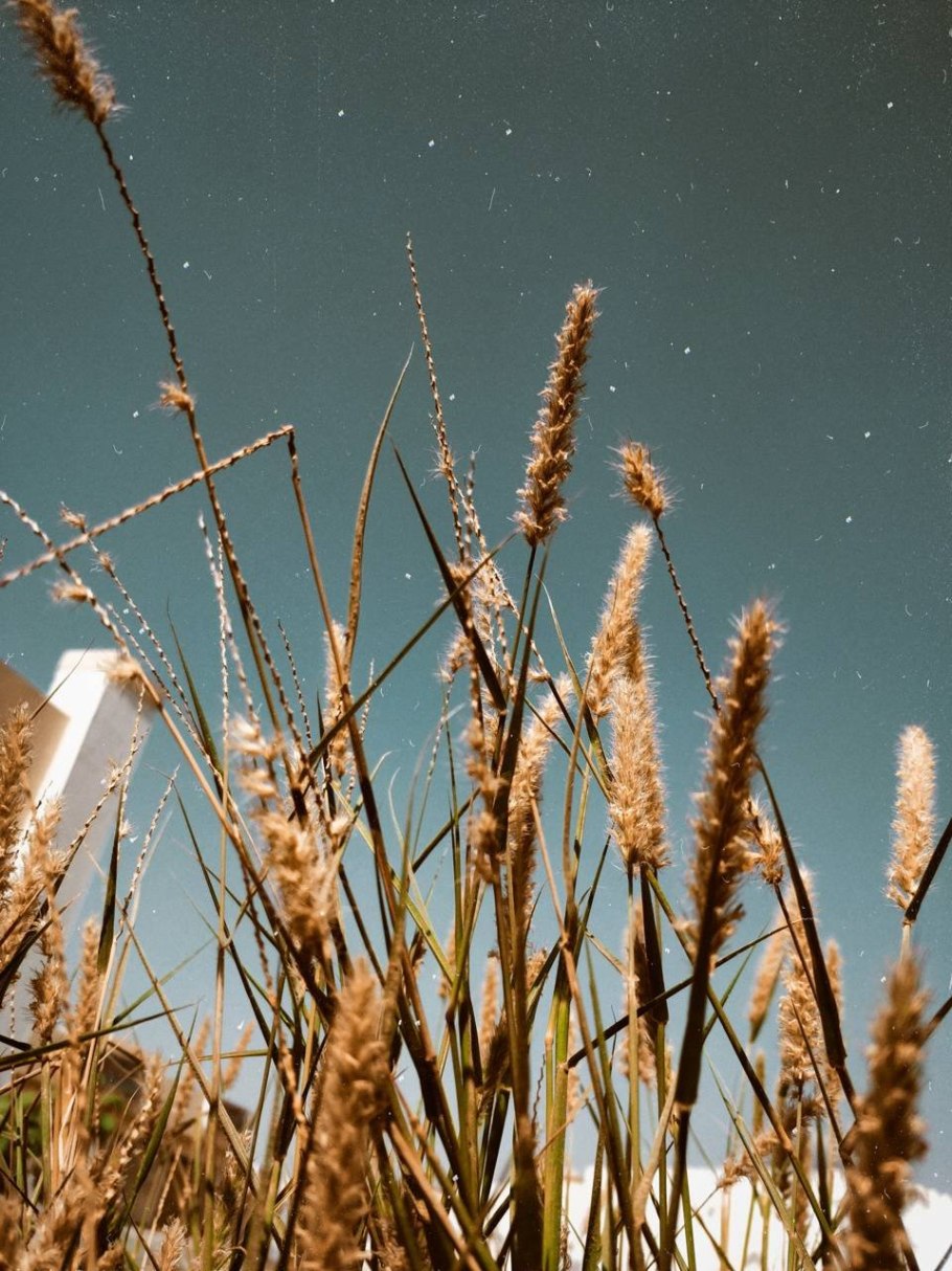 Эммер полба