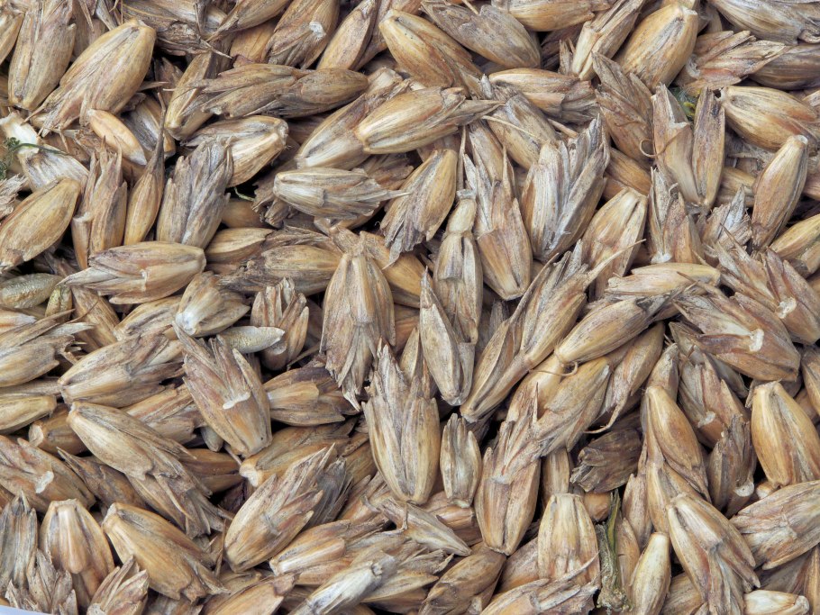 Triticum monococcum