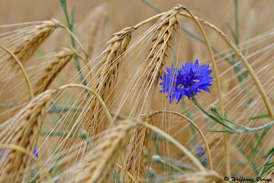 Полба двузернянка пшеница