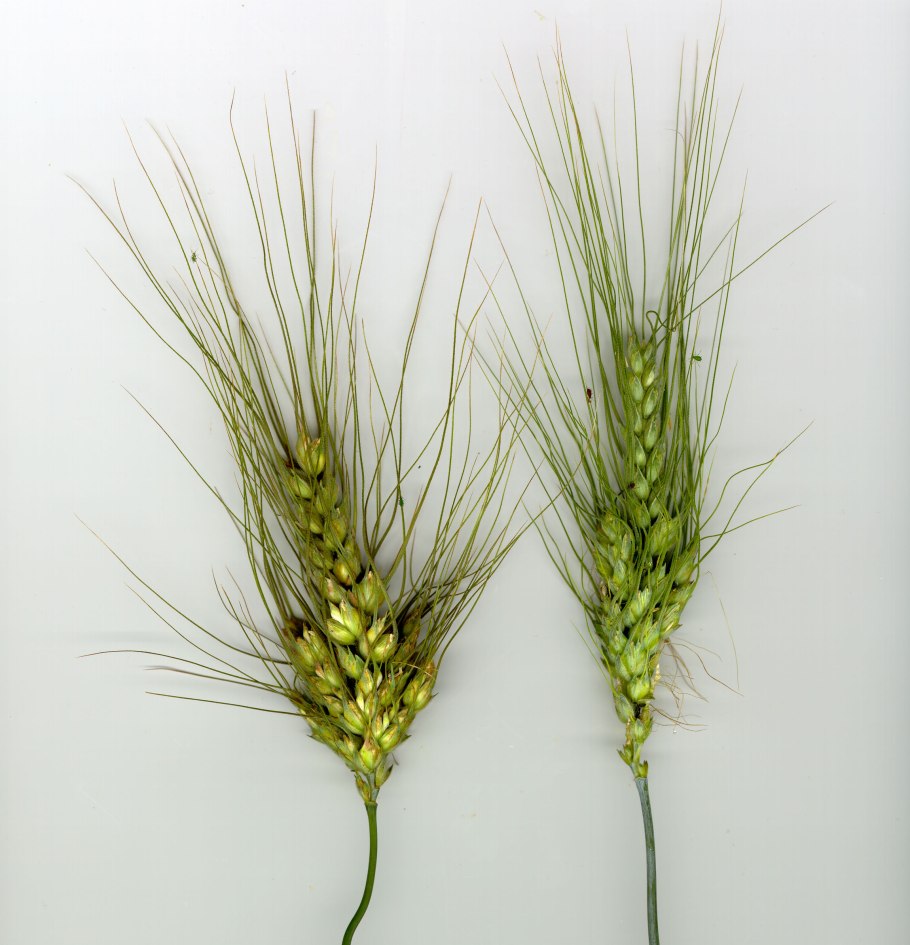 Пшеница тургидум