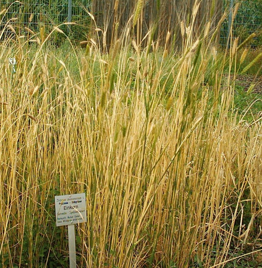 Цветущая рожь