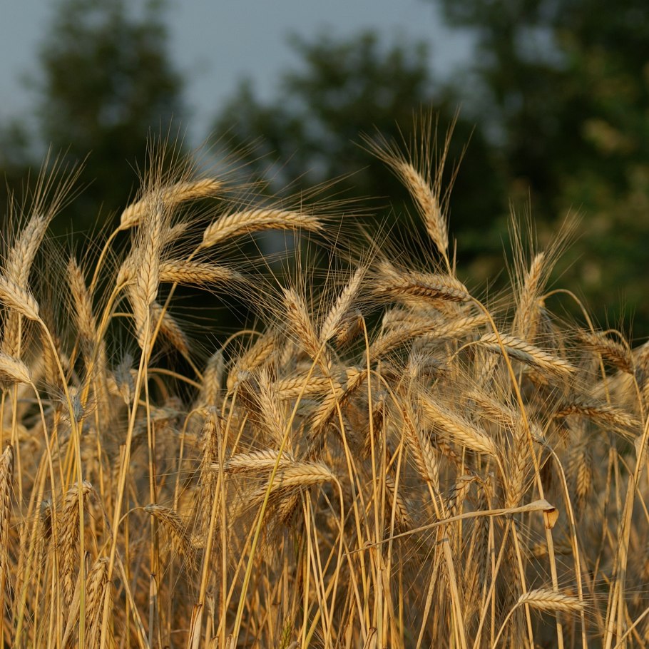 Полба Колос