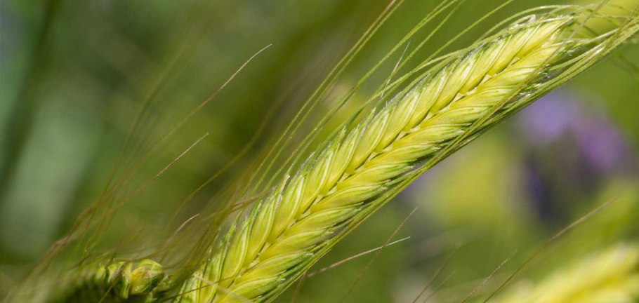 Колос тритикале схема