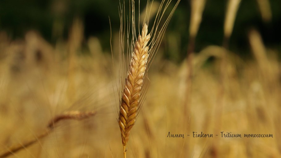 Пшеница фото