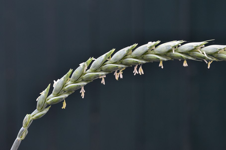 Сорт озимой тритикале Белинда