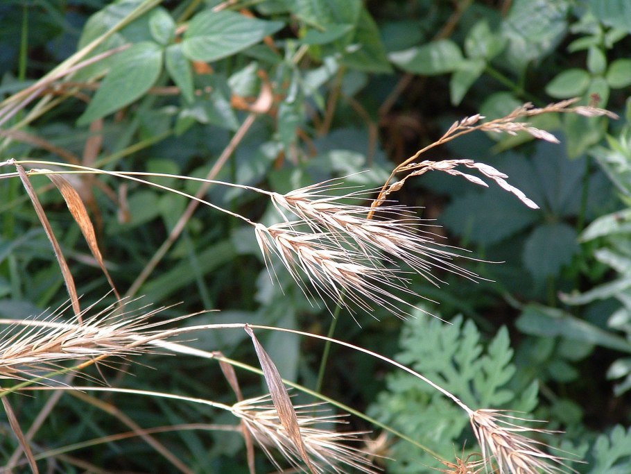 Elymus junceus