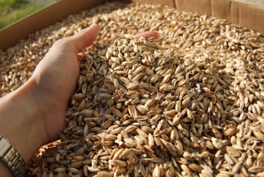 Triticum aestivum плод