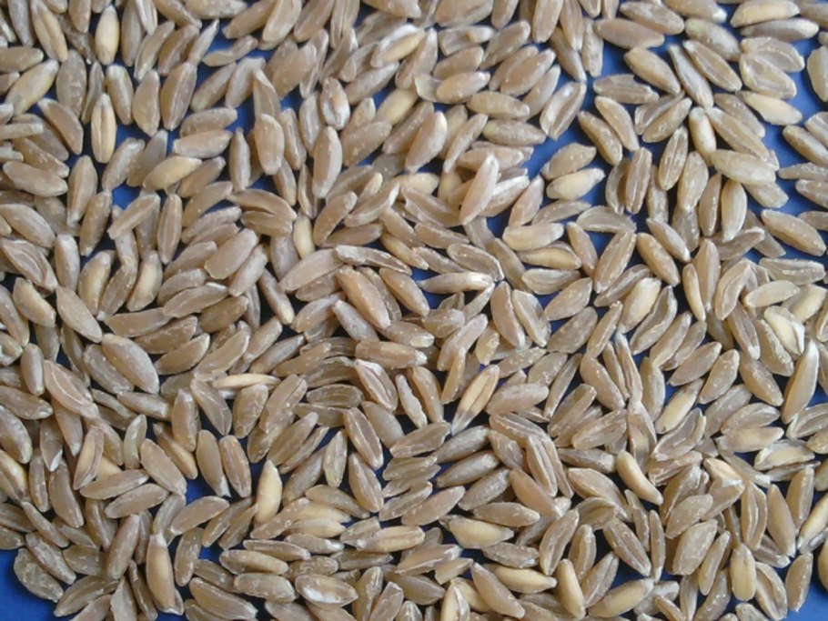 Triticum monococcum