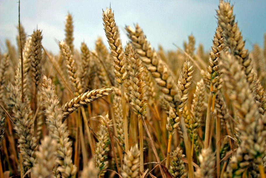 Полба Янтарная