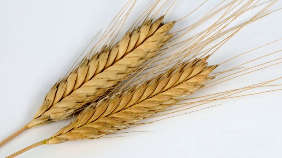 Полба однозернянка