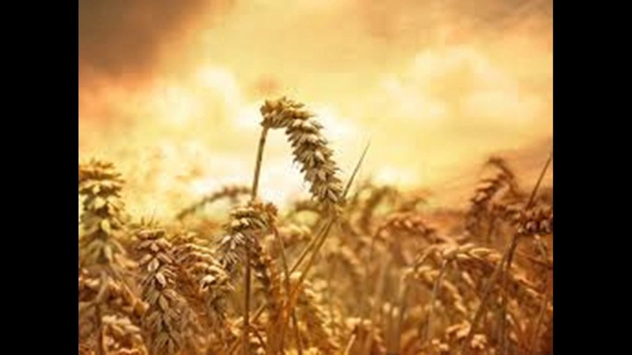 Поле тритикале