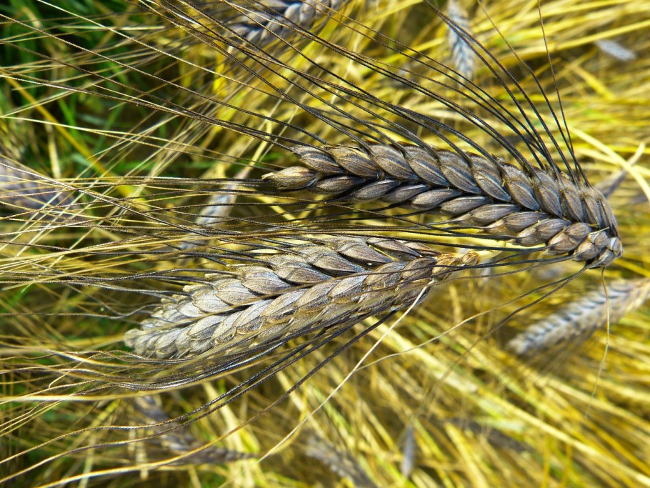 Triticum рус. Тритикум (Колос)