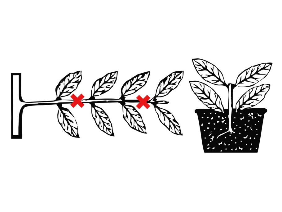 Вегетативное размножение подземными побегами