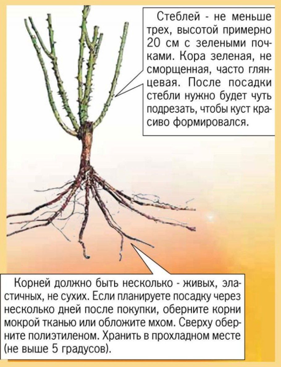 Размножение роз черенками