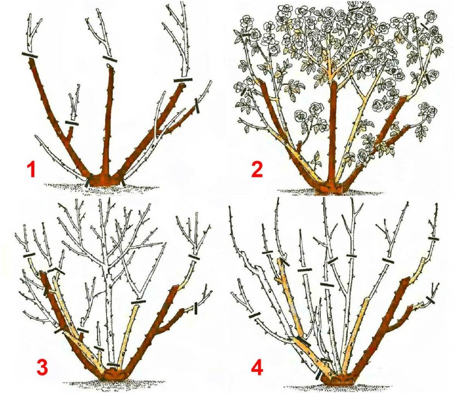 Посадка чайно гибридных роз