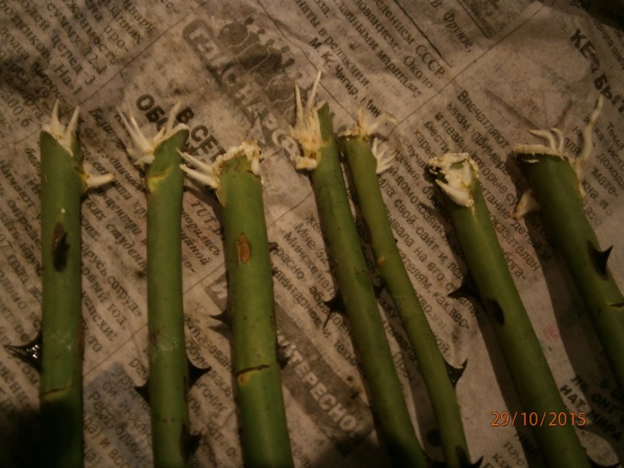 Роза черенки прорастание