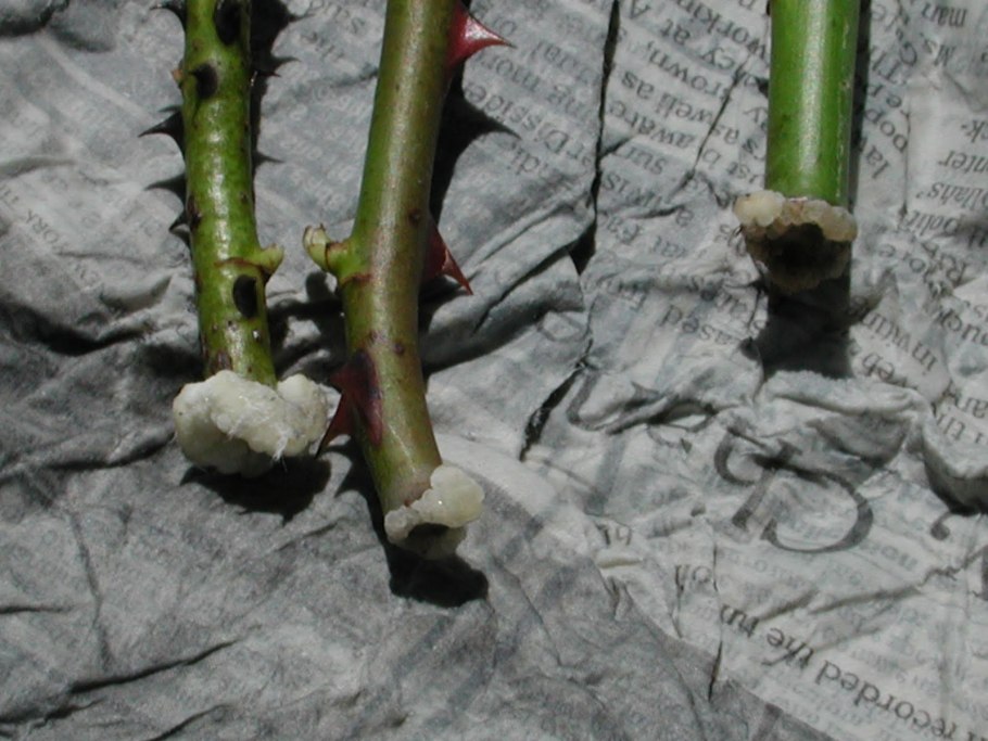 Пузыреплодник калинолистный размножение отводками