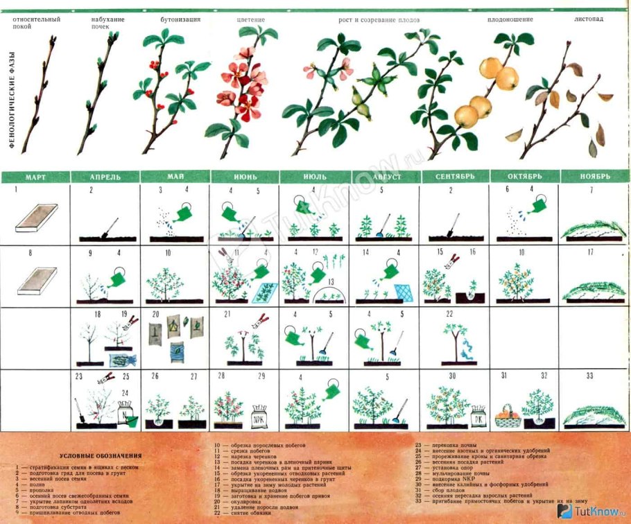 Черенкование роз