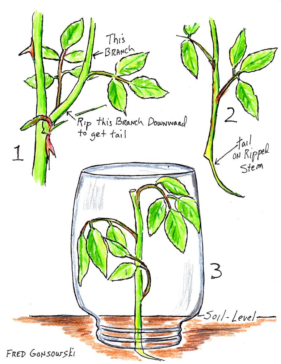 Корневая шейка у вишни