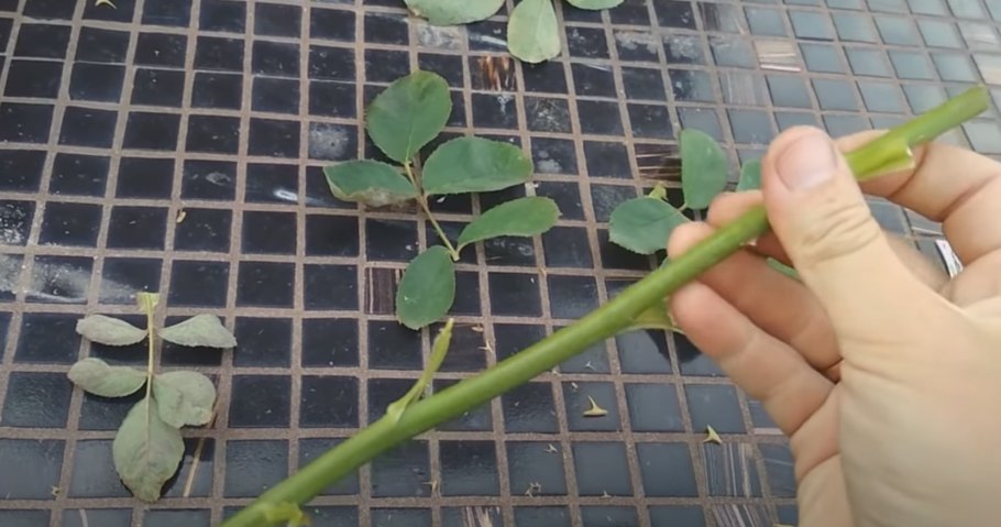 Обрезка чубушника схема