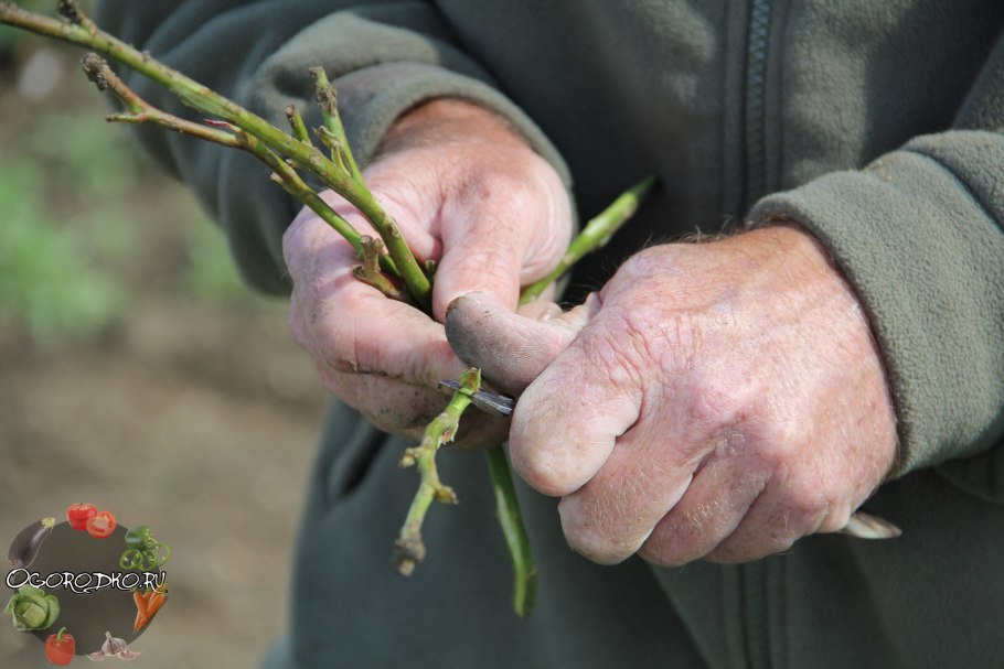 Корневая шейка плетистой розы