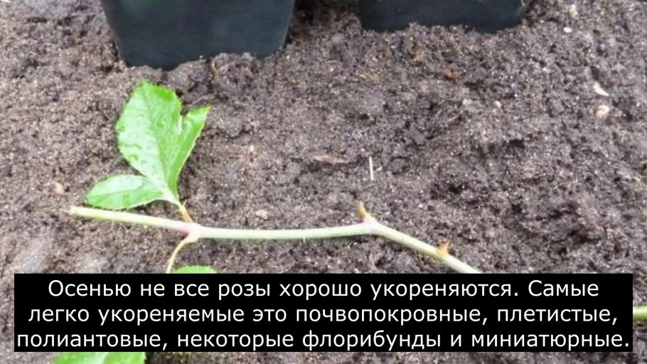 Облепиха размножение корневыми отпрысками