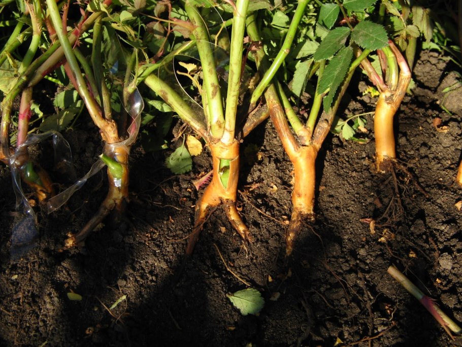 Черенок розы флорибунда