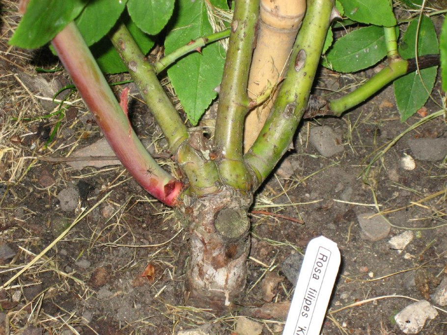 Укоренение черенков роз