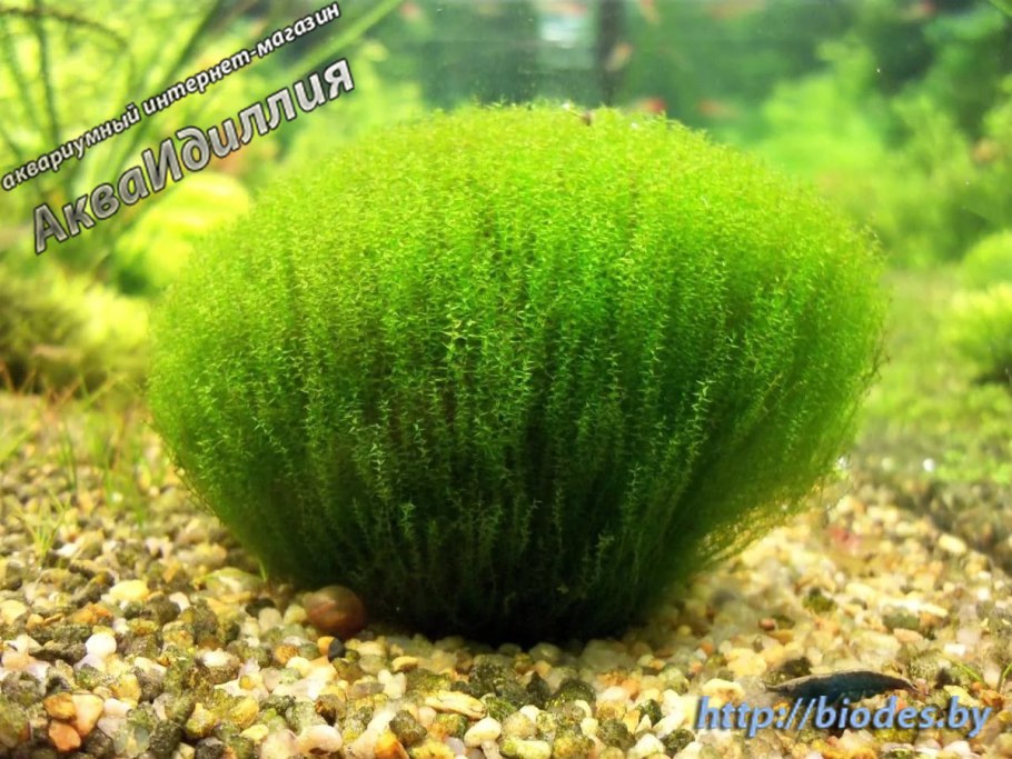 Мох стринг (Leptodictyum riparium)
