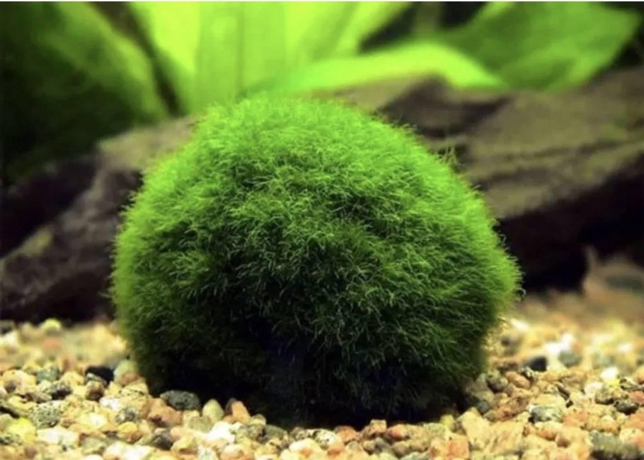 Кладофора аквариумное растение
