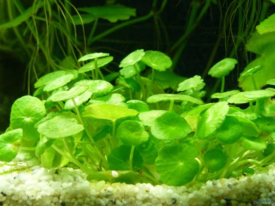 Гидрокотила вертициллата