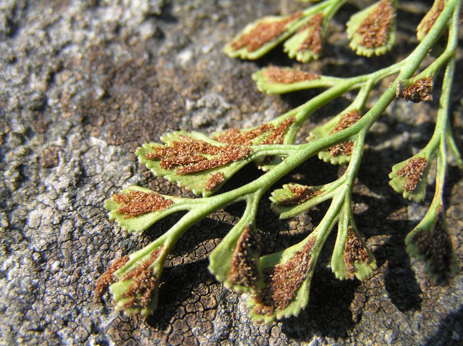 Костенец постенный (Asplenium Ruta-muraria)