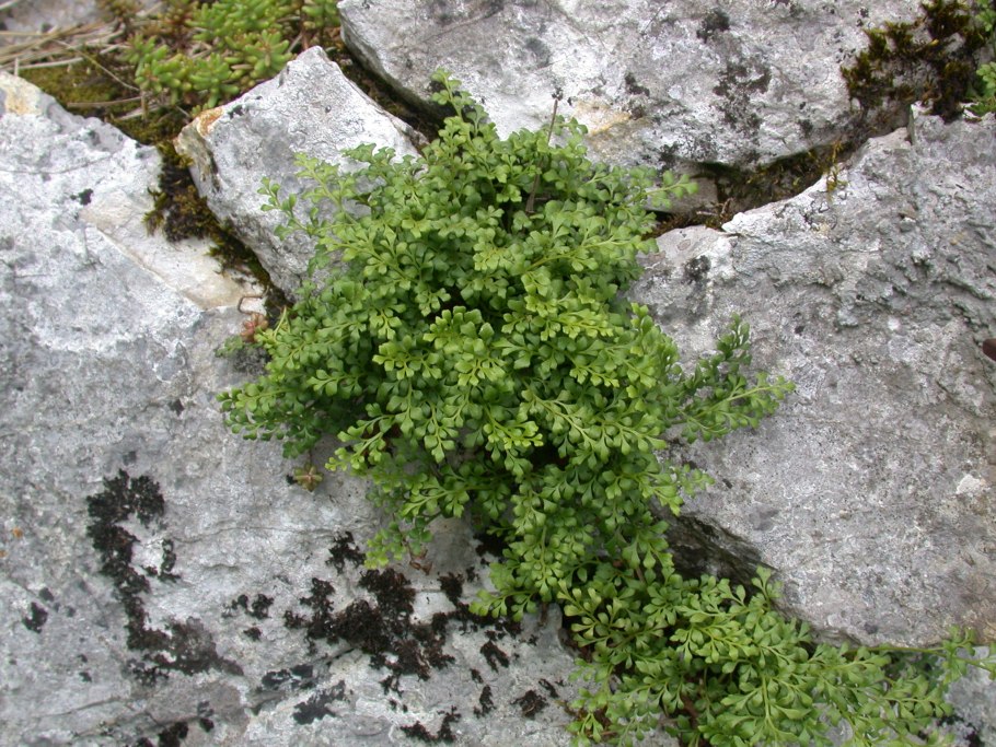 Костенец постенный (Asplenium Ruta-muraria)