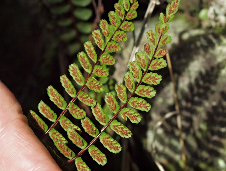 Асплениум волосовидный (Asplenium trichomanes)